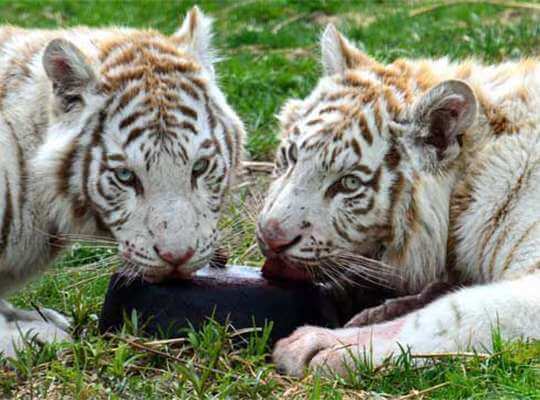 Facts about White Tiger Spayed and Neutered 