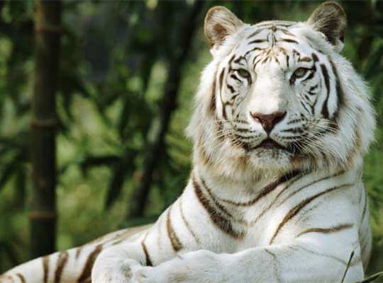 White Tiger 