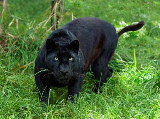 facts about black panther tails