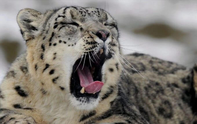 Can’t Roar