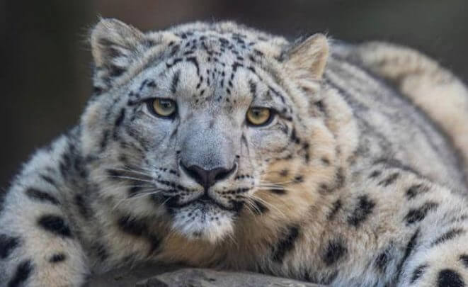 Classification Changed Facts Leopard
