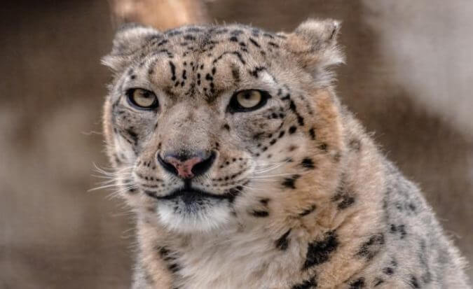 Interesting Facts Snow Leopard