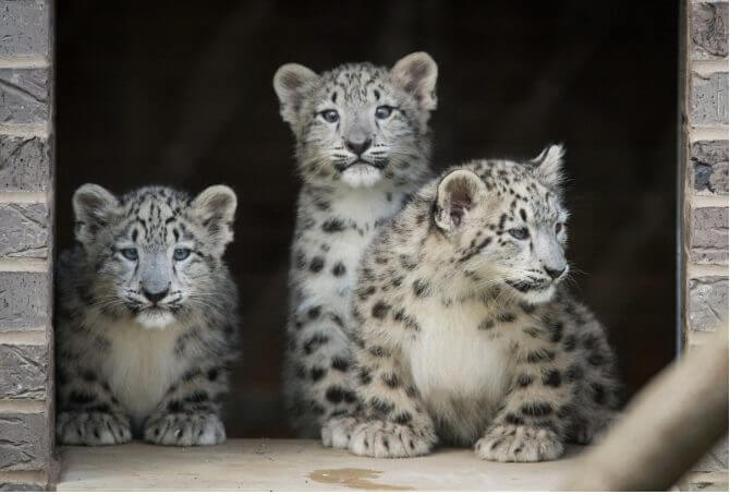 Solitary Animals