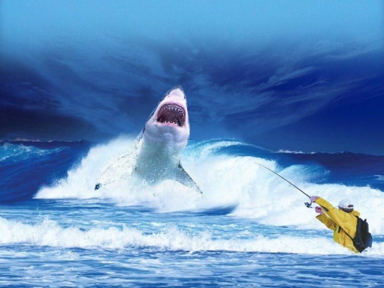 The Habitat of Great White Shark