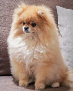 Pomeranian Dog Cute Animal