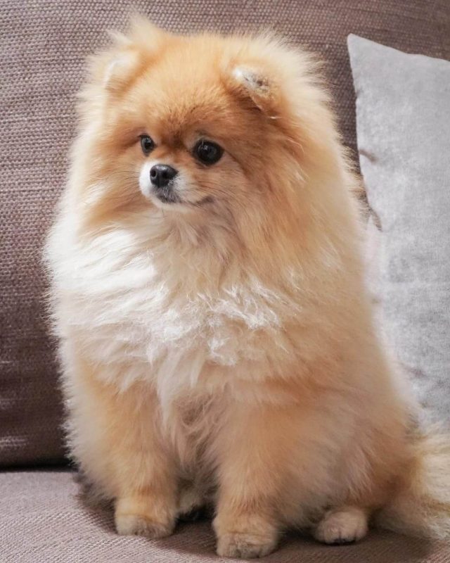 Pomeranian Dog Cute Animal